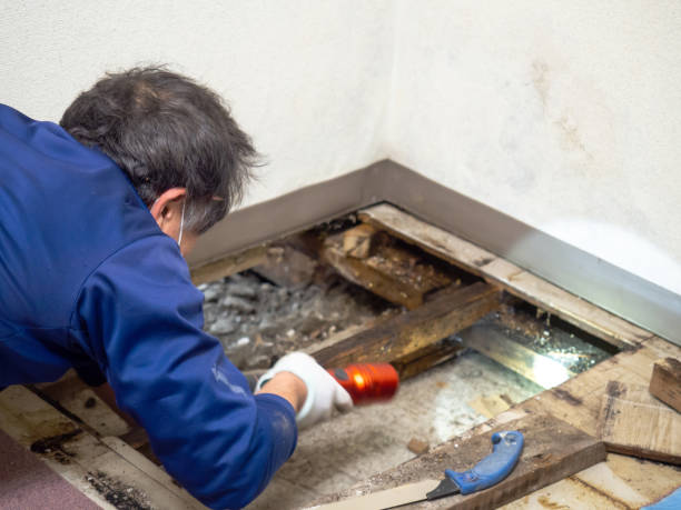 Best Residential Mold Remediation in Pottsboro, TX