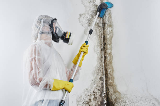 Best Mold Testing and Inspection Services in Pottsboro, TX