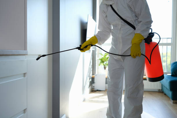 Best Attic Mold Remediation in Pottsboro, TX