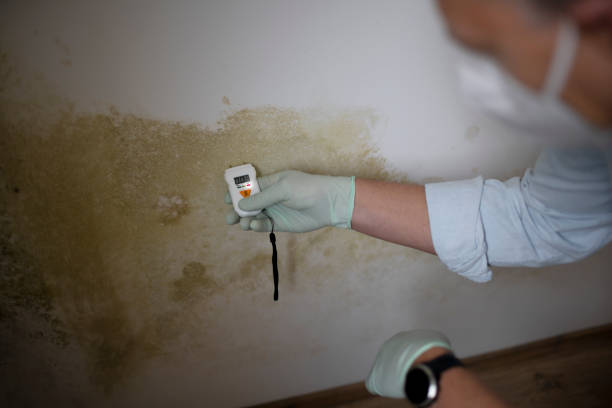 Best Preventive Mold Services in Pottsboro, TX