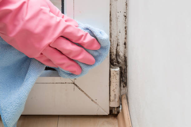 Trusted Pottsboro, TX Mold Remediation Experts