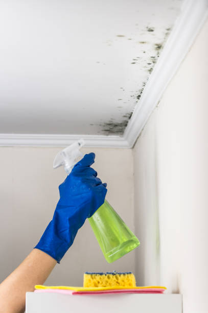 Best Residential Mold Remediation in Pottsboro, TX
